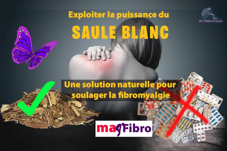 L’écorce de saule blanc et son rôle dans la réduction des symptômes de la fibromyalgie